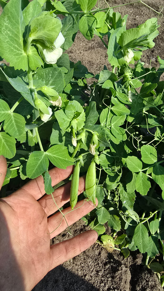 Sugar Snap Peas