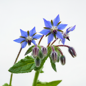 Borage - Borage - Flowers - flowers