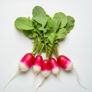 Radishes - French Breakfast - Mature - Pound