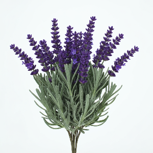 Lavender - Generic Variety - Flowers - stems